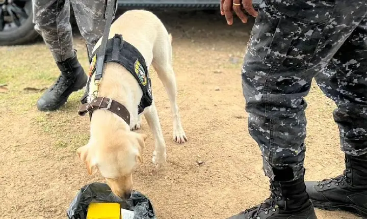 COM CANIS DO BATALHÃO DE CHOQUE E DA CORE, OPERAÇÃO CERCO ENCONTRA DROGAS E APROFUNDA BUSCAS EM ÁREA DE MATA