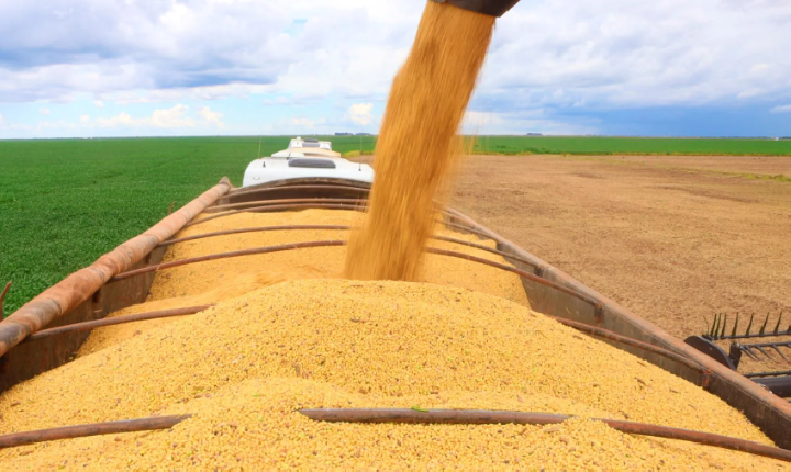 EM 2025, SAFRA BAIANA ALCANÇA RECORDE DE GRÃOS COM 12,8 MILHÕES DE TONELADAS