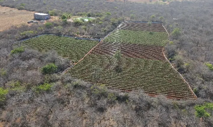 FICCO/ILHÉUS DEFLAGRA OPERAÇÃO CONTRA O TRÁFICO DE DROGAS, COMÉRCIO ILEGAL DE ARMAS E LAVAGEM DE DINHEIRO