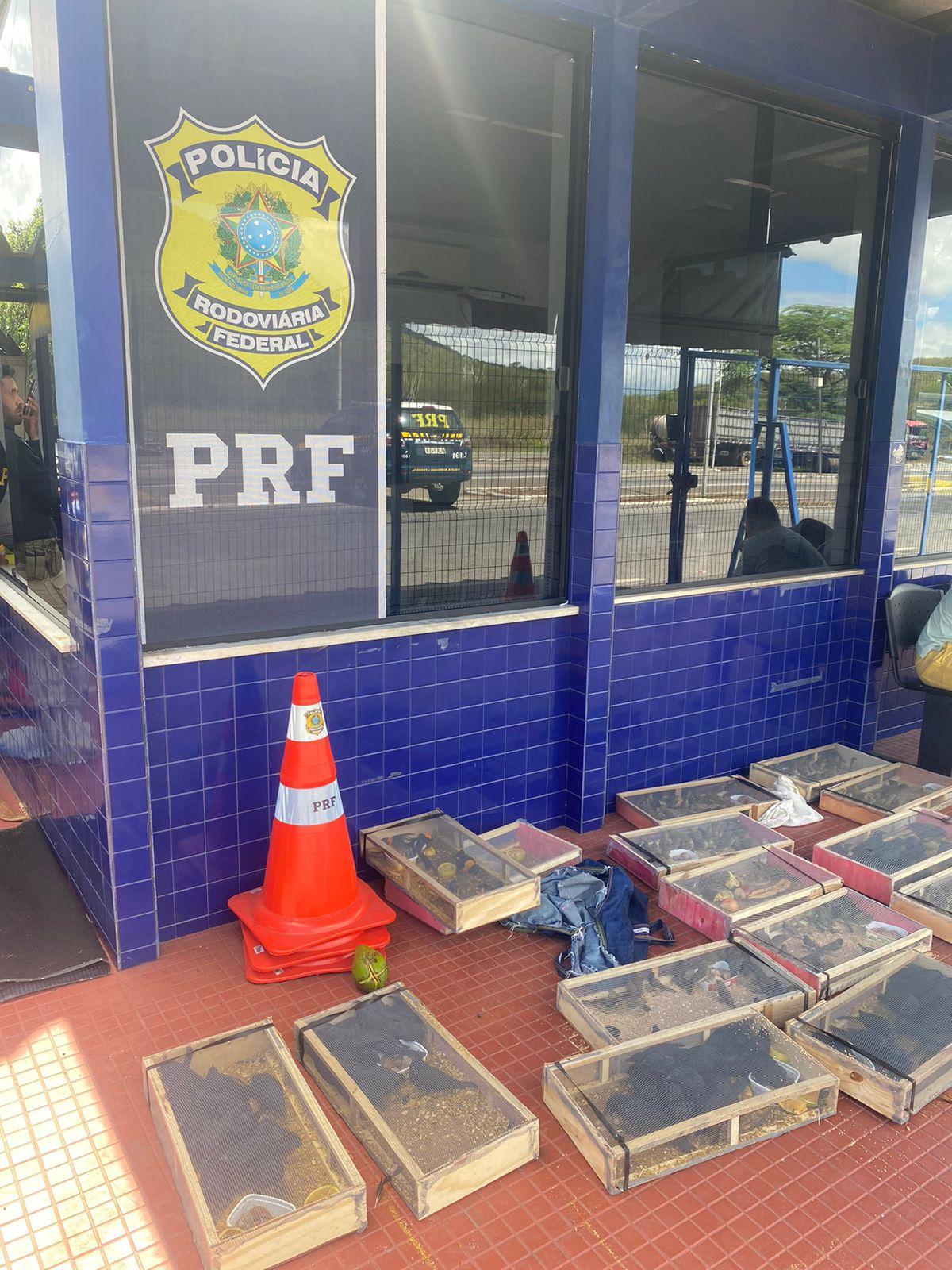 Irmãos são detidos pela segunda vez na BR 116 transportando pássaros amontoados dentro de carro