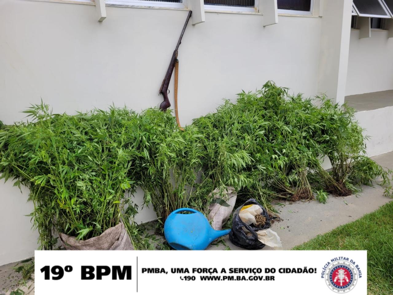 PM erradica  plantio de maconha na zona rural de Itaquara