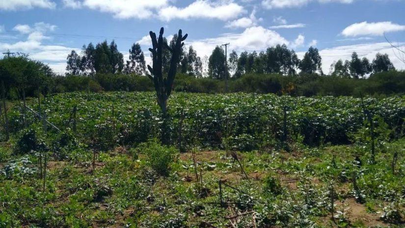 CENTENAS DE FAMÍLIAS SÃO DESPEJADAS DE ACAMPAMENTO EM PLANALTINO