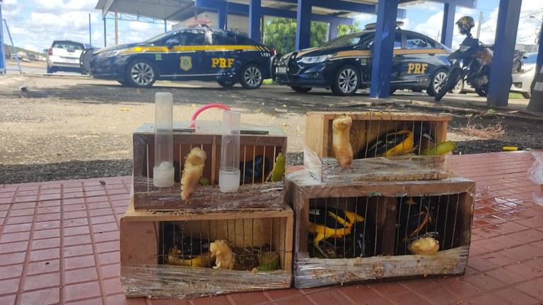 PÁSSAROS NATIVOS DA FAUNA BRASILEIRA SÃO RESGATADOS PELA PRF NA BR 116 EM JEQUIÉ