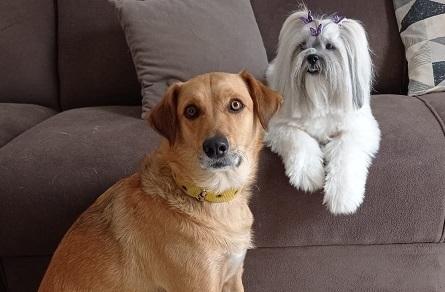 PREFEITURA DE JEQUIÉ INICIA CAMPANHA DE VACINAÇÃO CONTRA RAIVA PARA CÃES E GATOS A PARTIR DE HOJE