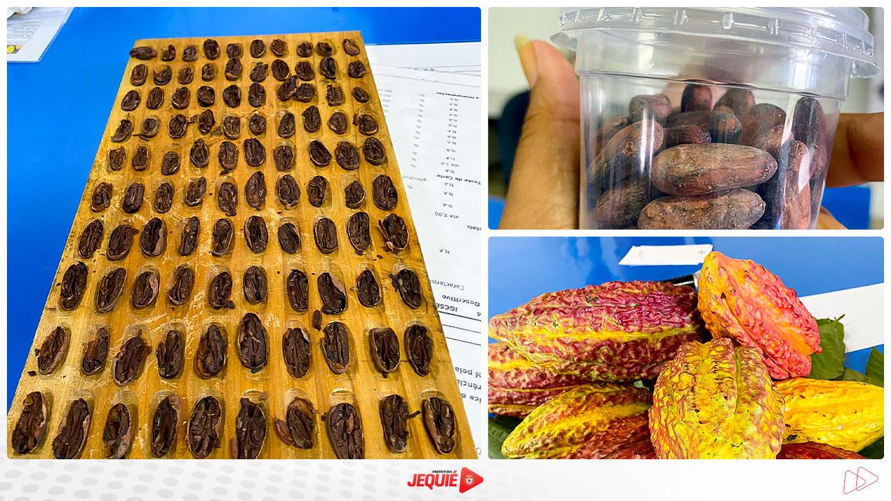 PREFEITURA DE JEQUIÉ E CEPLAC REALIZAM II ENCONTRO DE PRODUTORES DE CACAU DE ALTA PRODUTIVIDADE NO POVOADO DA FAZENDA VELHA
