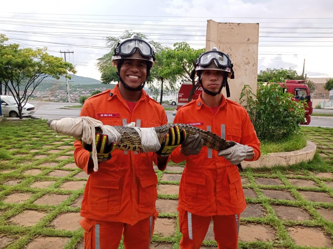 EQUIPE DO 8°BBM RESGATA JACARÉ EM PISCINA DE RESIDÊNCIA NO JEQUIEZINHO
