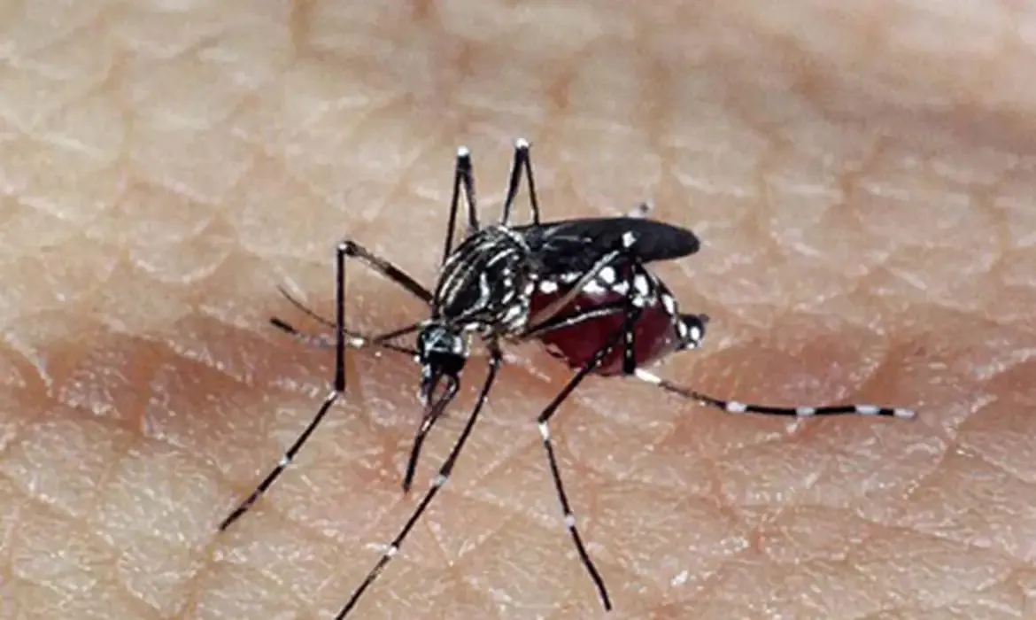BRASIL TEM 391 MORTES POR DENGUE
