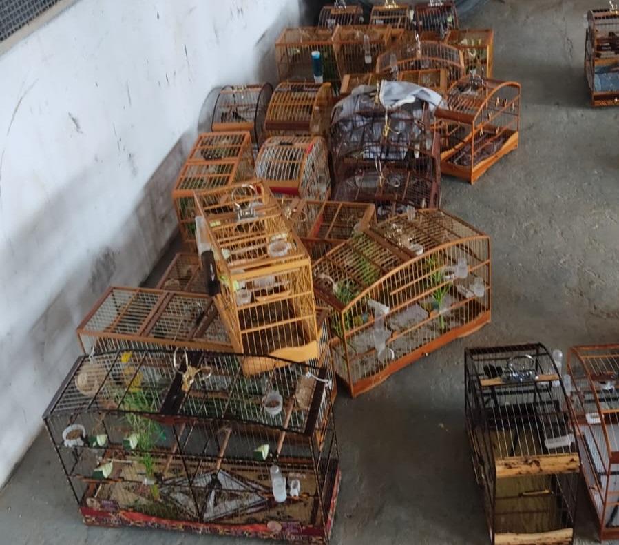 OPERAÇÃO AMBIENTAL EM LAJE APREENDE 98 ANIMAIS SILVESTRES