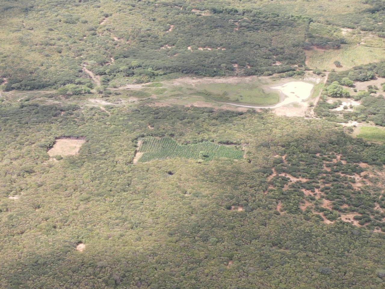 OPERAÇÃO CONJUNTA DA PF, PMBA E PMPE ERRADICA 25 MIL PÉS DE MACONHA