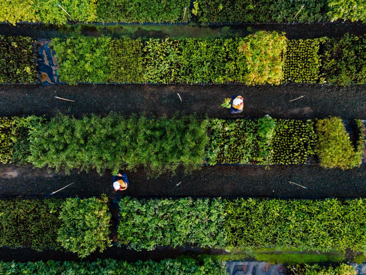 ITAGIBÁ: ATLANTIC NICKEL CONQUISTA SELO OURO DO PROGRAMA BRASILEIRO GHG PELA 4ª VEZ