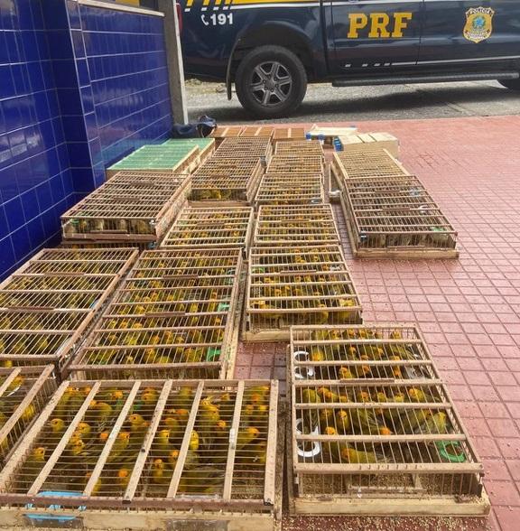 PRF APREENDE MAIS DE 1.100 AVES SILVESTRES TRANSPORTADAS ILEGALMENTE EM JEQUIÉ