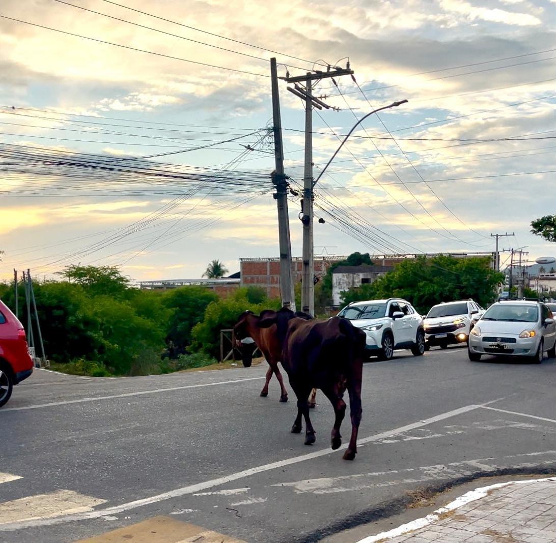 ANIMAIS SOLTOS EM AVENIDAS MOVIMENTADAS DE JEQUIÉ COLOCAM MOTORISTAS EM RISCO
