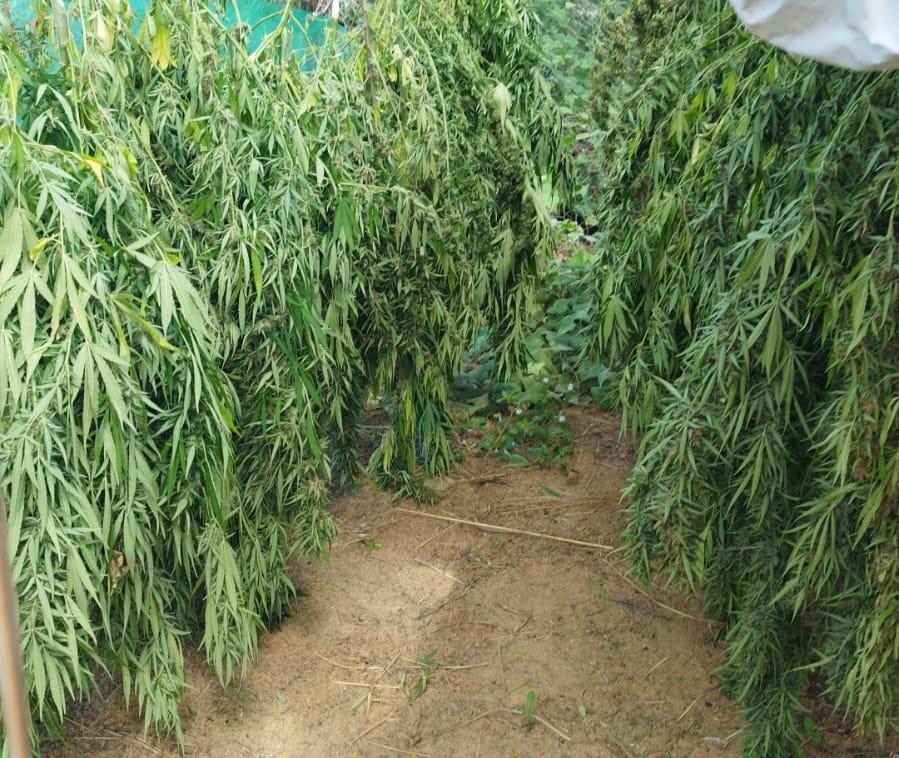 POLÍCIA FEDERAL DEFLAGRA OPERAÇÃO EM COMBATE AO PLANTIO DE MACONHA NO NORTE DA BAHIA