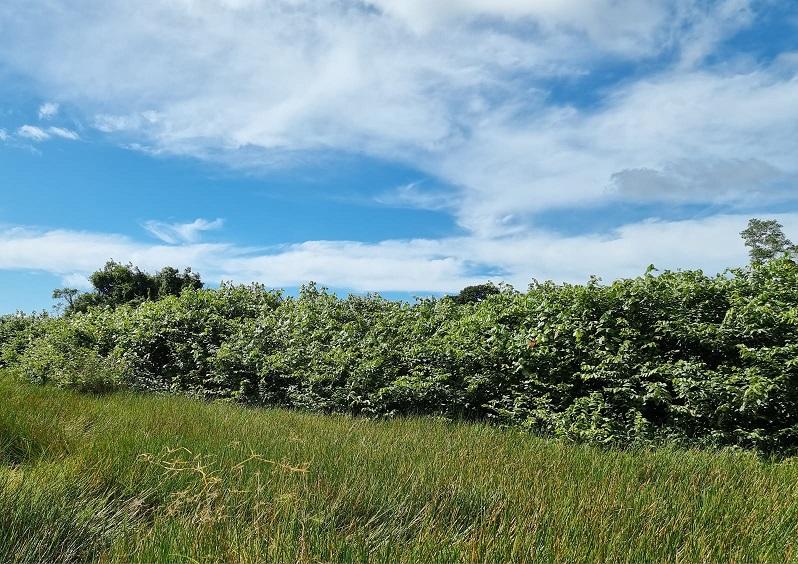 PROJETO DE LEI PROPÕE TOMBAMENTO DA PLANTA DALBERGIA ECASTAPHYLLUM, ESSENCIAL PARA O ECOSSISTEMA E A ECONOMIA DE CANAVIEIRAS