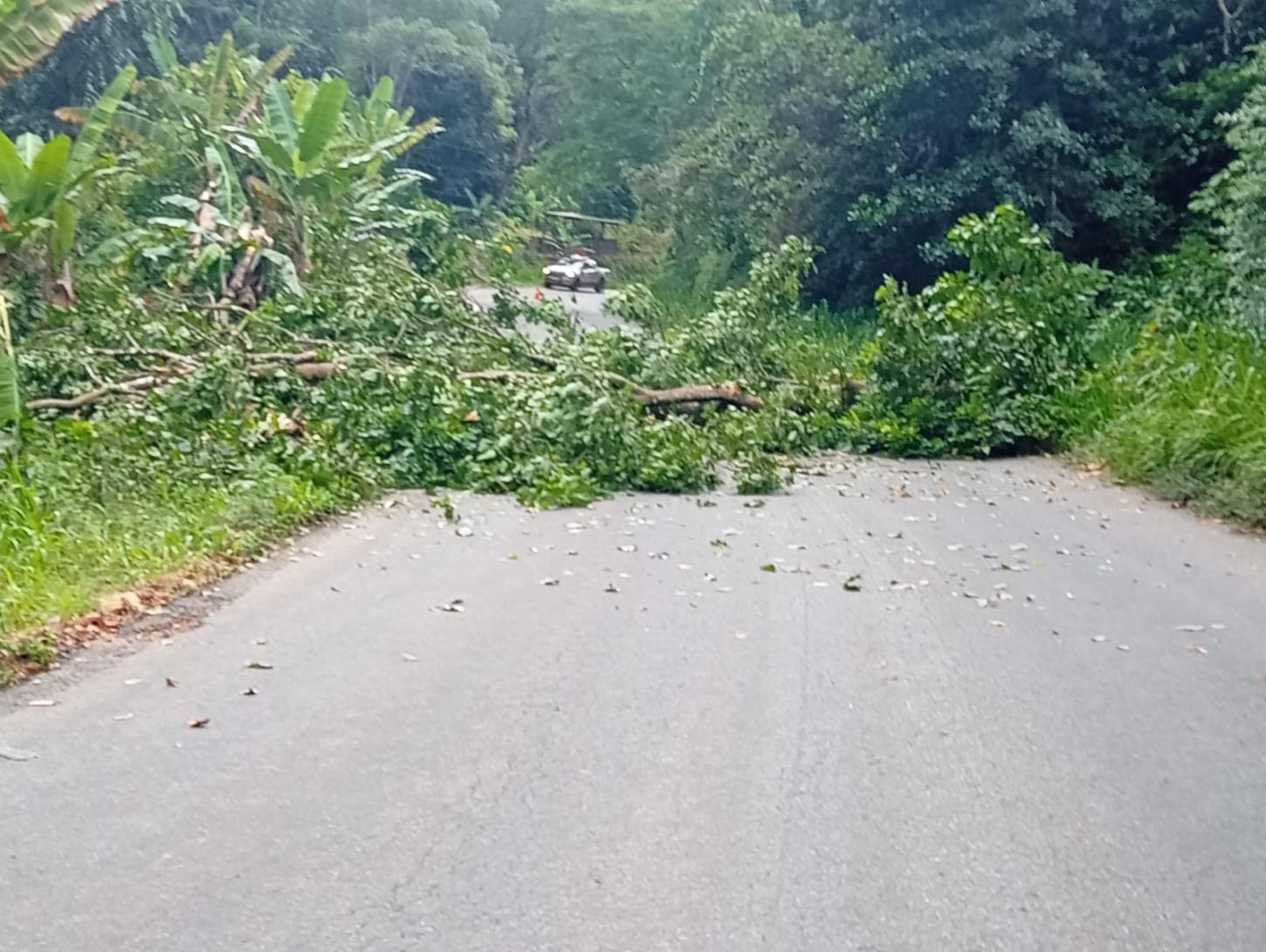 GUARNIÇÃO 3° PELOTÃO/JEQUIÉ ATUA EM APOIO À RETIRADA DE ÁRVORE DA RODOVIA BA 547