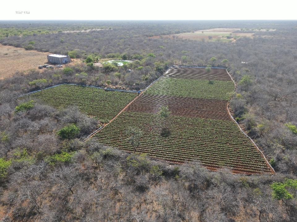 FICCO/ILHÉUS DEFLAGRA OPERAÇÃO CONTRA O TRÁFICO DE DROGAS, COMÉRCIO ILEGAL DE ARMAS E LAVAGEM DE DINHEIRO