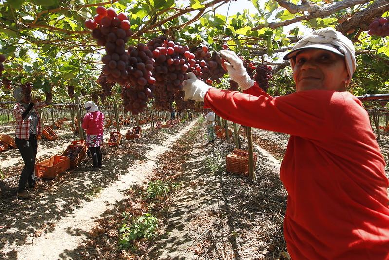 AGRICULTURA BAIANA ALCANÇA R$ 56,2 BILHÕES EM 2025