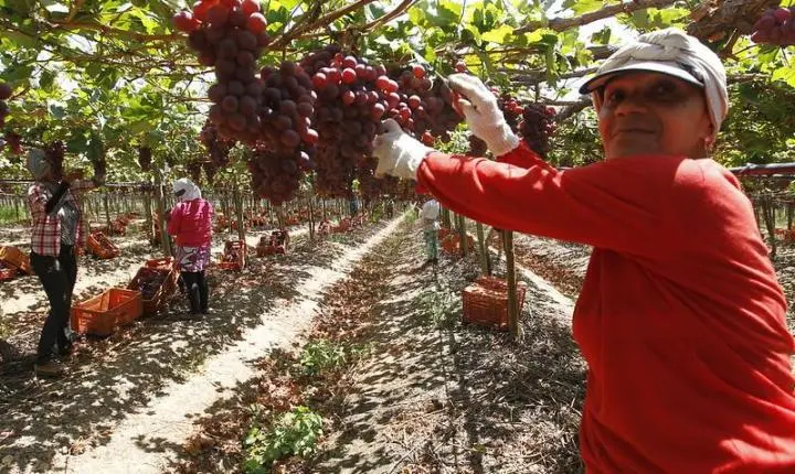 AGRICULTURA BAIANA ALCANÇA R$ 56,2 BILHÕES EM 2025